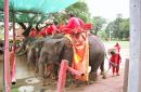 Elephant Transport, Ayutthaya